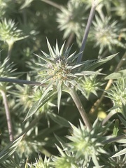Eryngium aristulatum hooveri