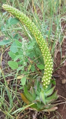 Orostachys malacophylla
