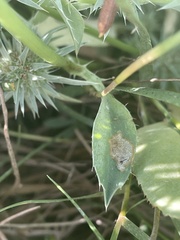 Eryngium aristulatum hooveri