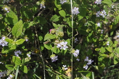 Lantana hirta