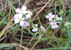 Dontostemon integrifolius
