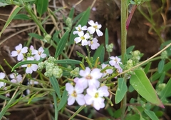 Dontostemon integrifolius