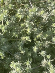 Eryngium aristulatum hooveri