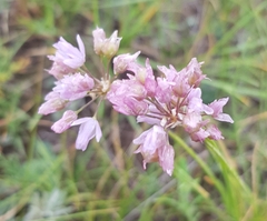 Allium senescens