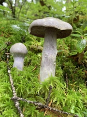 Cortinarius camphoratus