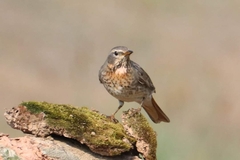 Turdus ruficollis