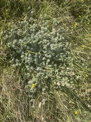 Eryngium aristulatum hooveri