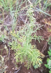 Artemisia gmelinii
