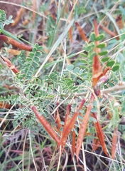 Caragana microphylla