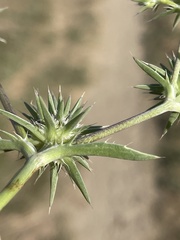 Eryngium aristulatum hooveri