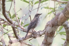 Turdus ruficollis
