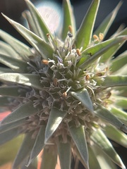 Eryngium aristulatum hooveri