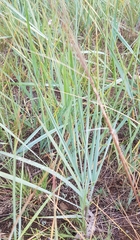 Leymus chinensis