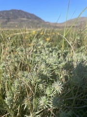 Eryngium aristulatum hooveri