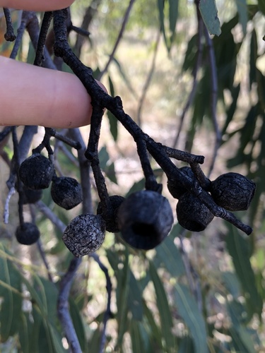 Corymbia leichhardtii, photograph 5
