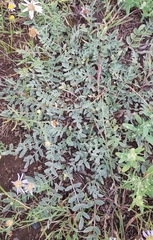 Astragalus inopinatus