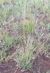 Festuca lenensis