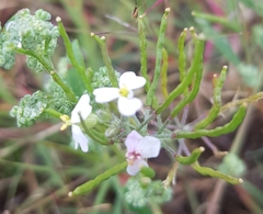 Dontostemon integrifolius