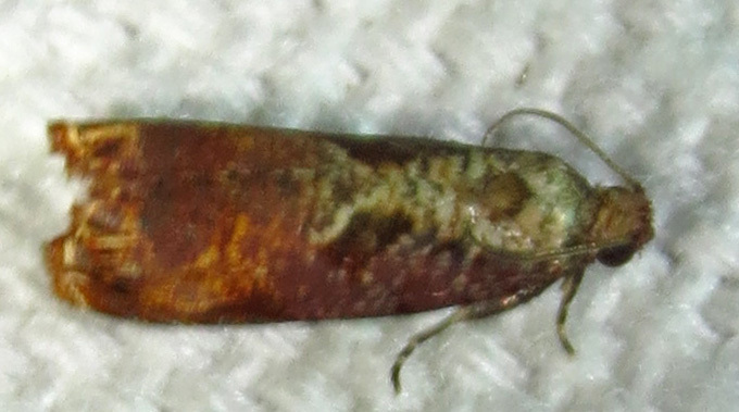 Maple Tip Borer Moth