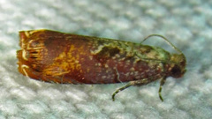 Episimus tyrius