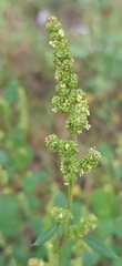Chenopodium acuminatum