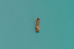 Acrolophus