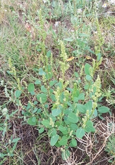 Chenopodium acuminatum