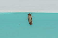 Acrolophus
