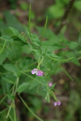 Epilobium alpestre