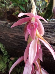 Epidendrum paucifolium