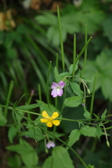 Epilobium alpestre
