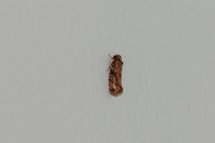 Acrolophus