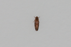 Acrolophus