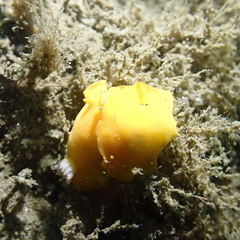 Baptodoris mimetica