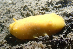 Baptodoris mimetica