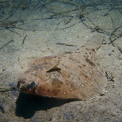 Pleuronichthys verticalis