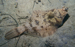 Pleuronichthys verticalis