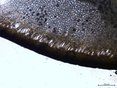 Hedophyllum nigripes