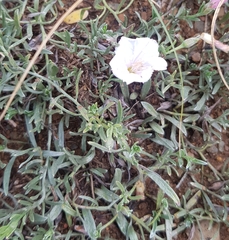 Convolvulus ammannii