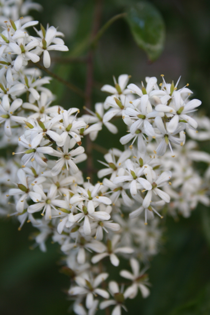 Bursaria