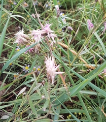 Saussurea salicifolia