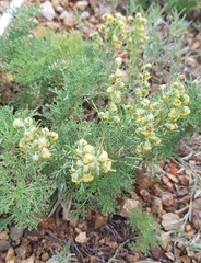Artemisia adamsii
