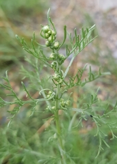 Artemisia sieversiana