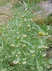 Artemisia macrocephala