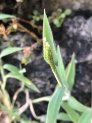 Digitaria sericea