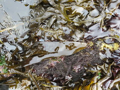 Hedophyllum nigripes