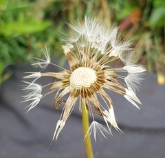 Taraxacum mongolicum