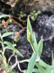 Digitaria sericea