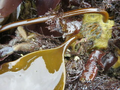 Hedophyllum nigripes