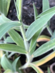 Digitaria sericea